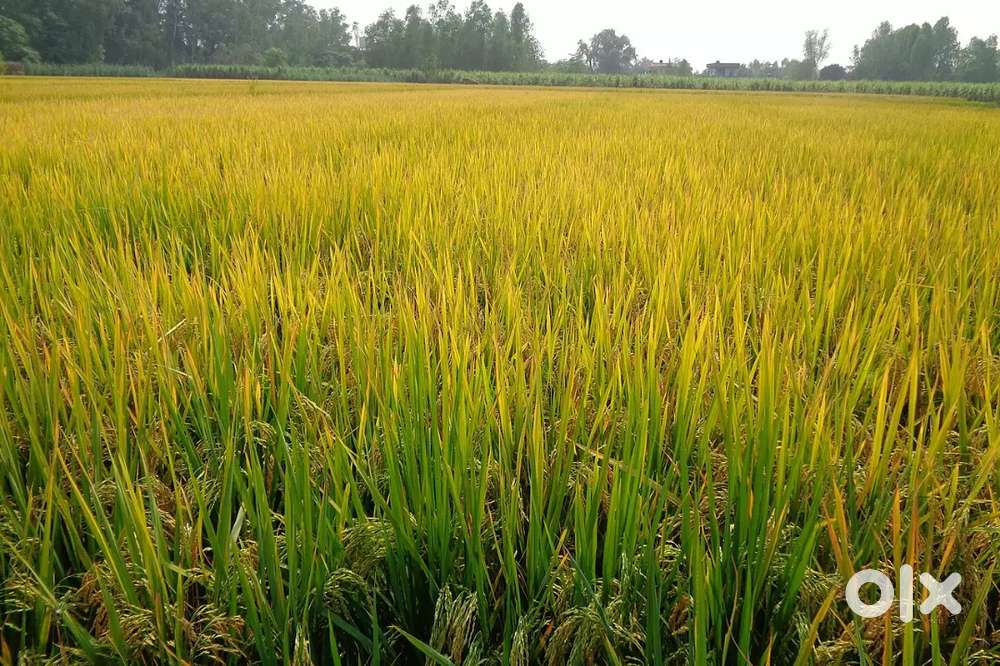 43 acres Agriculture Land for sale at yadgir Karnataka Lands & Plots