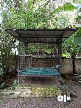 Olx kennel best sale