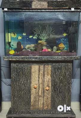 Fish Tank in Delhi Free classifieds in Delhi OLX