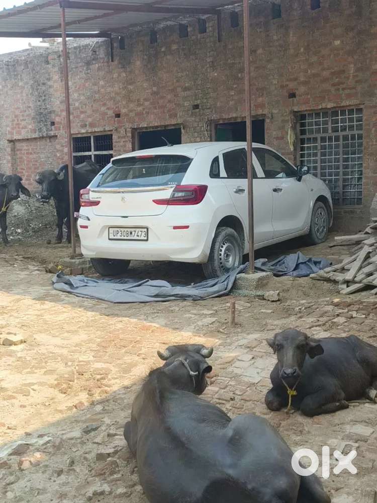 Baleno 1.2 Sigma 2023 Car