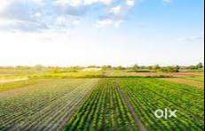 155 Bigha Land for Sale in Muzaffarnagar @ ₹20 Lakh/Bigha