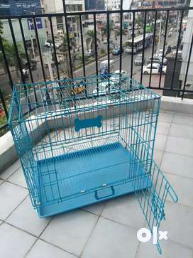 Cat Pets for sale in Banjara Hills OLX