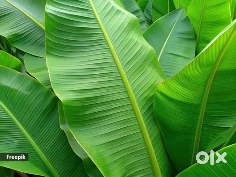 Banana leaves