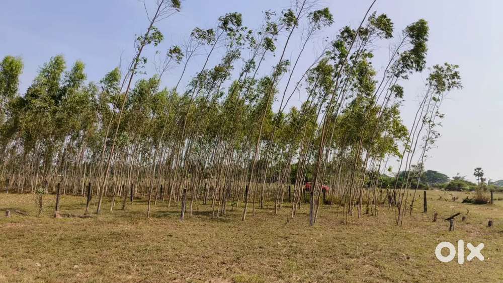 300 gajam square bit for sale - Lands & Plots in Old Karasa ...
