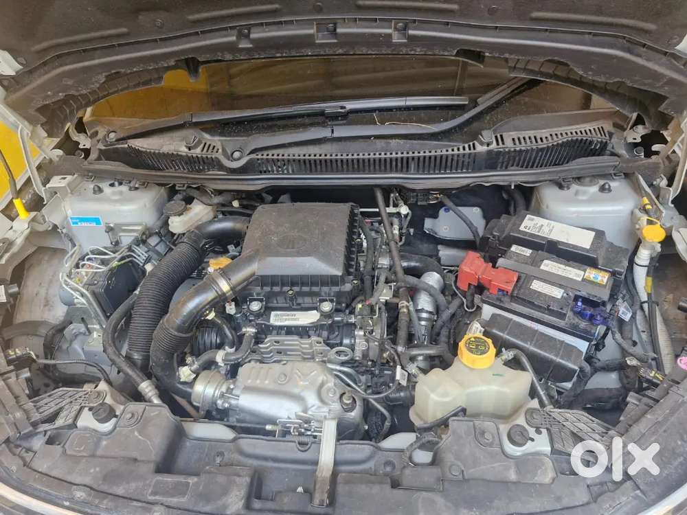 Top Model Currv (1 Year Old)