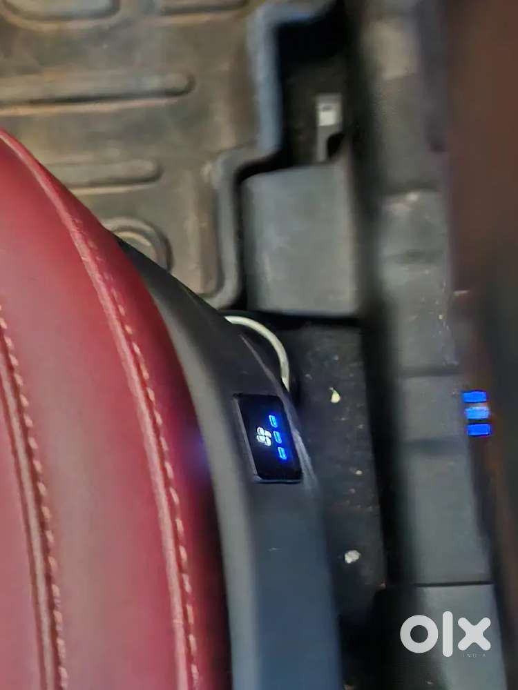 Top Model Currv (1 Year Old)