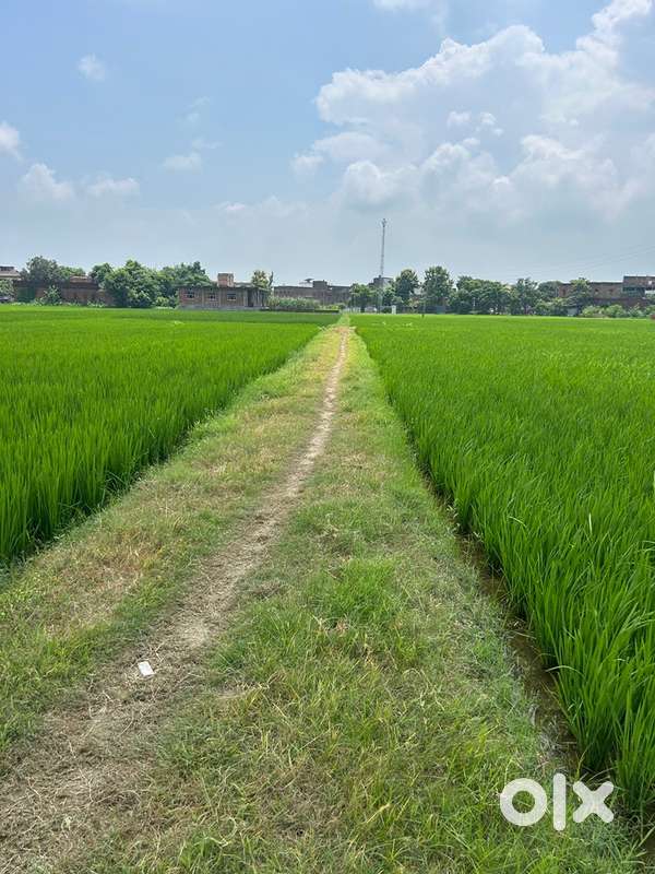 Agricultural land