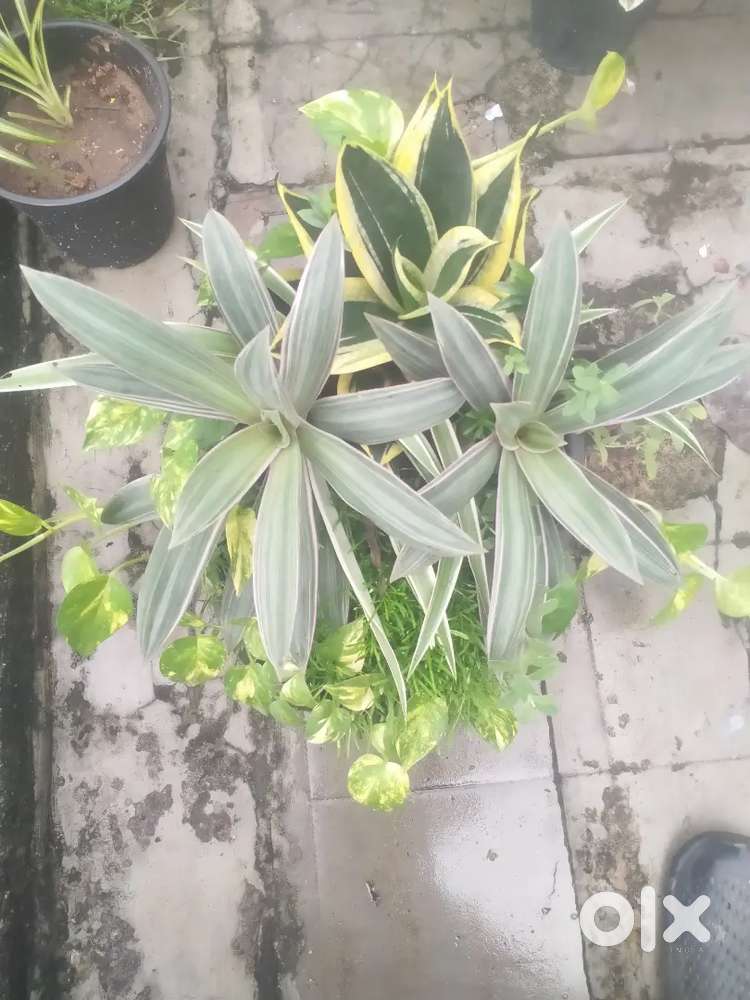 Sales for pot and plant