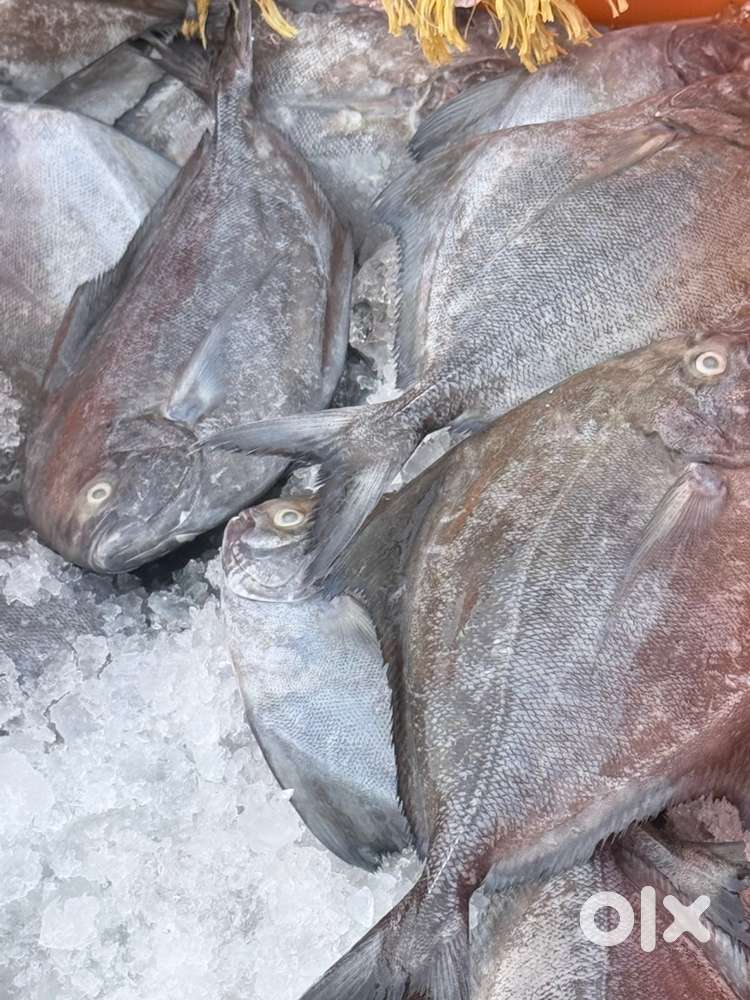 Fish cutter required
