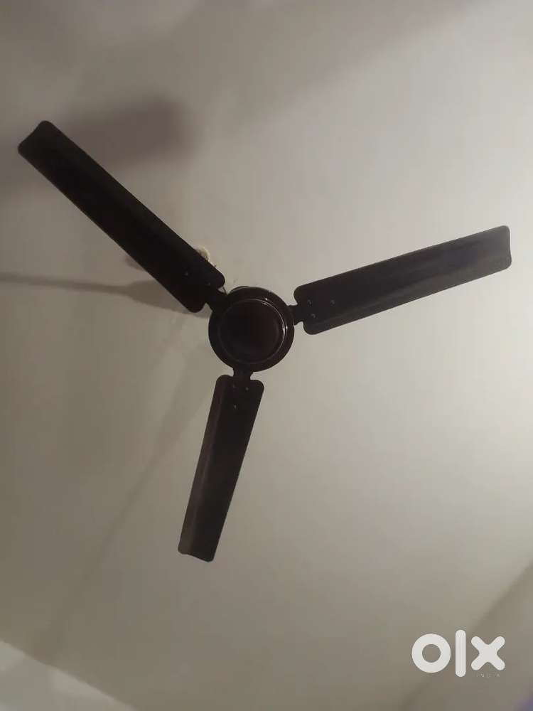 Celling Fan & Wall Fan