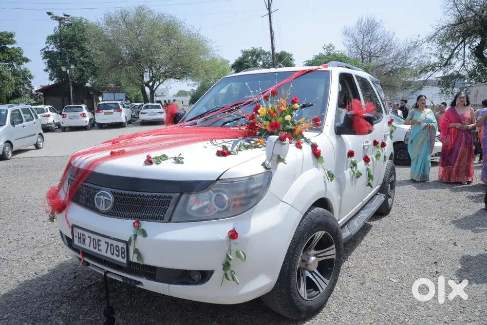 Selly My Safari Storme