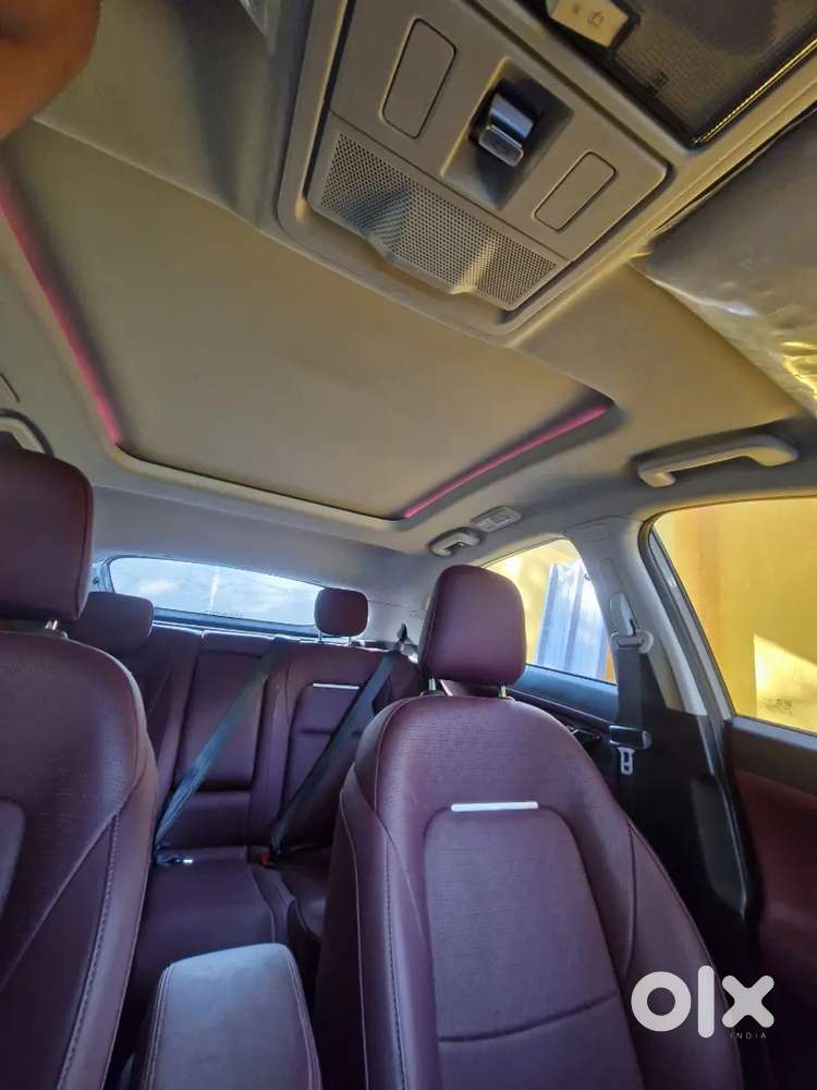 Top Model Currv (1 Year Old)