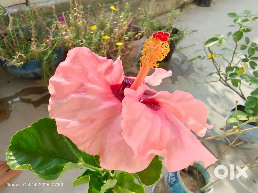 Hybrid Hibiscus