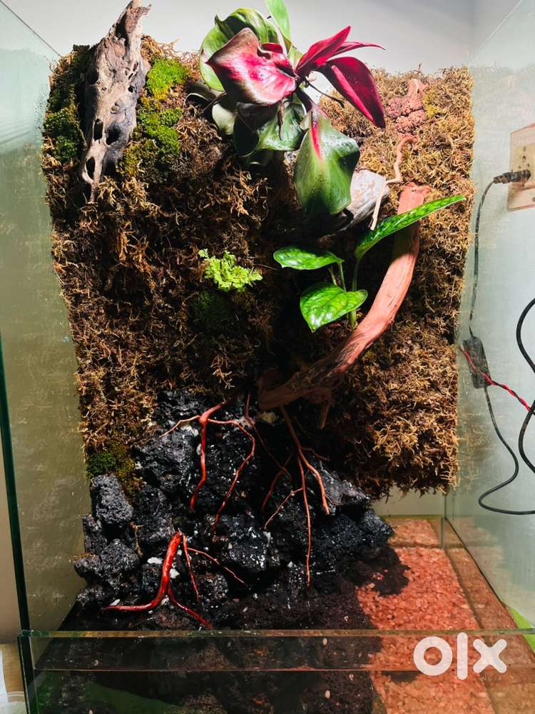 Custom Planted Paludarium / Terrarium &ndash; Ready Setup