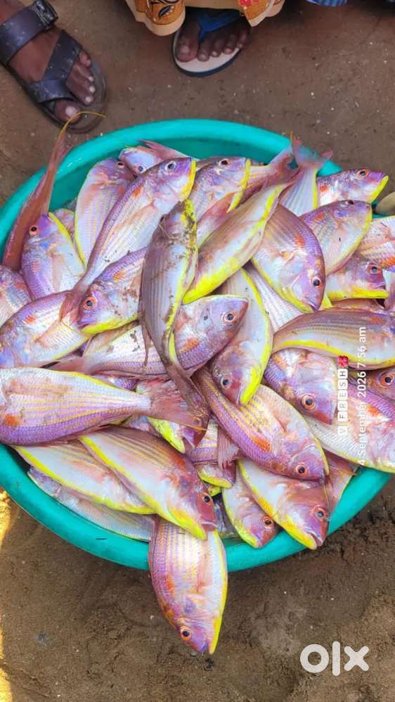 Required staff for a famous fish stall