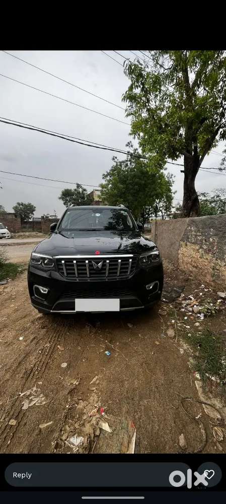 All Orginal Pent O% Scretch