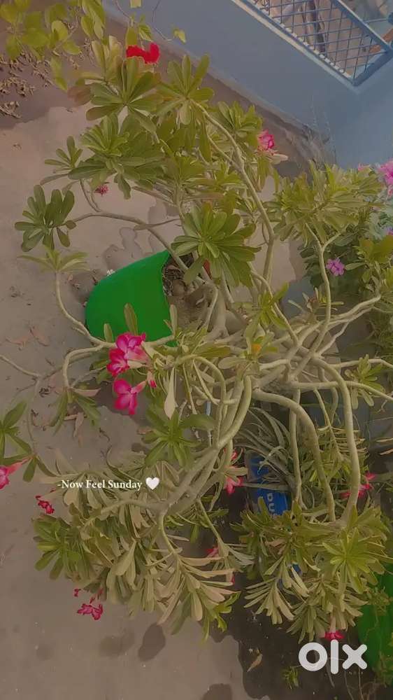 planstsutiful Adenium Plants for Sale 

Healthy Adenium plants with