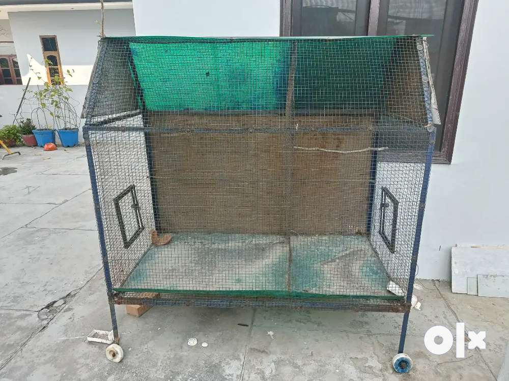 Bird cage sale in olx