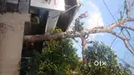 Plavu Jackfruit Tree