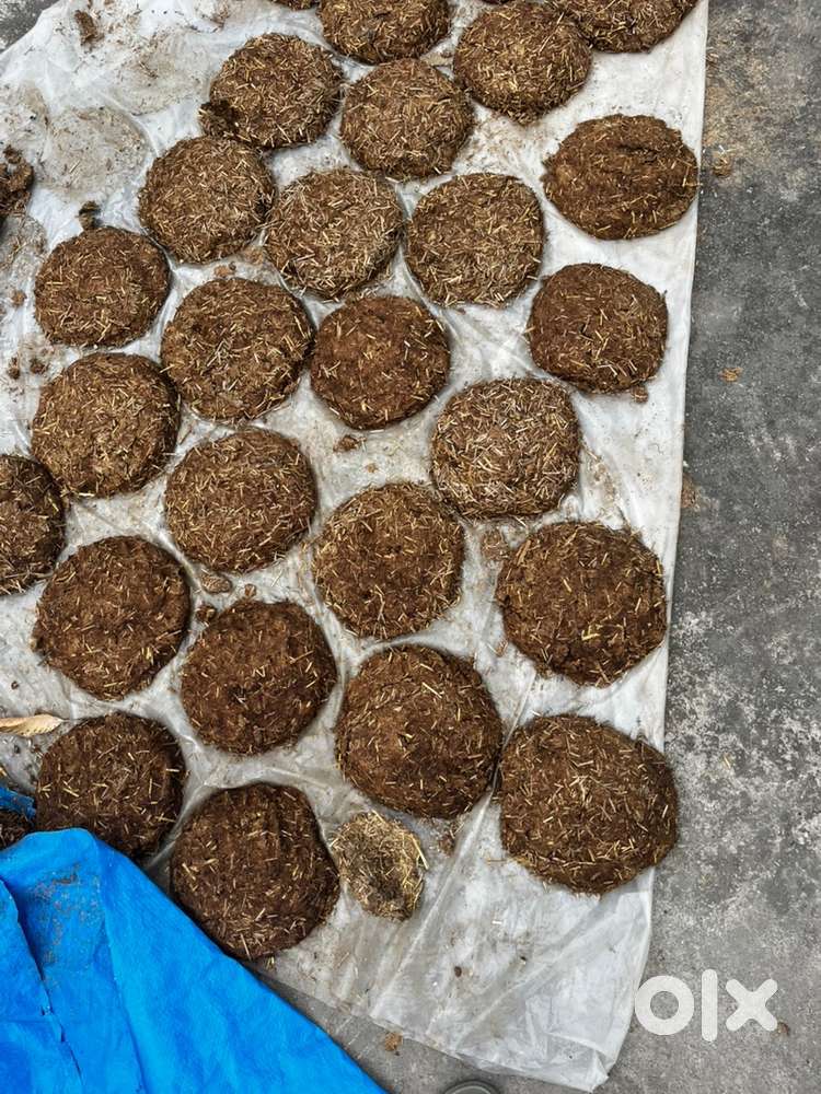 round, sun-dried cow dung cakes 50rs-4 pies