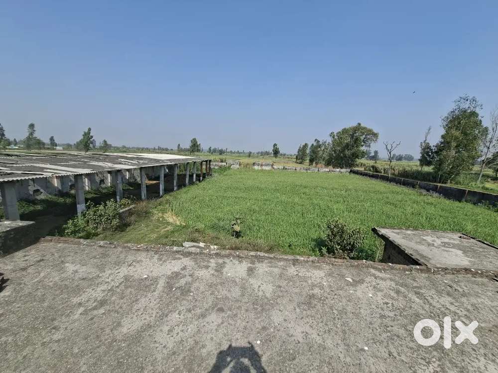 12.5 bigha land with dairy and poultry farm in bheekanpur Moradabad