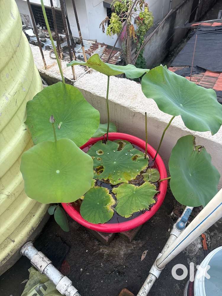 Lotus plant for sale