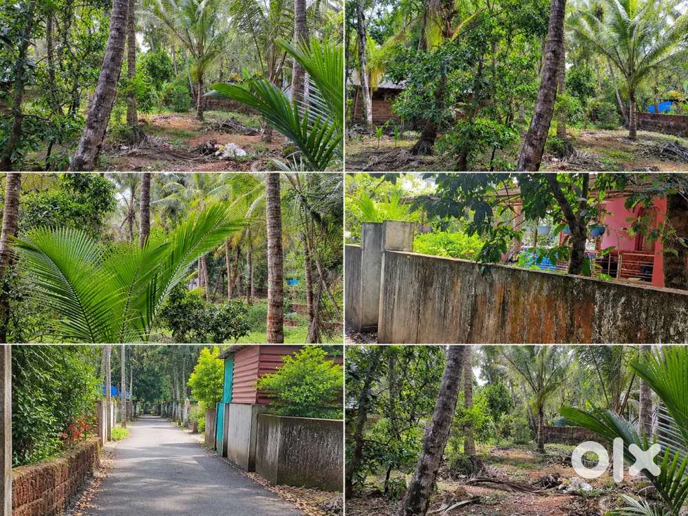 20 CENT RESIDENTIAL LAND FOR SALE — PUNCHAKKAD, PAYYANUR - Lands ...