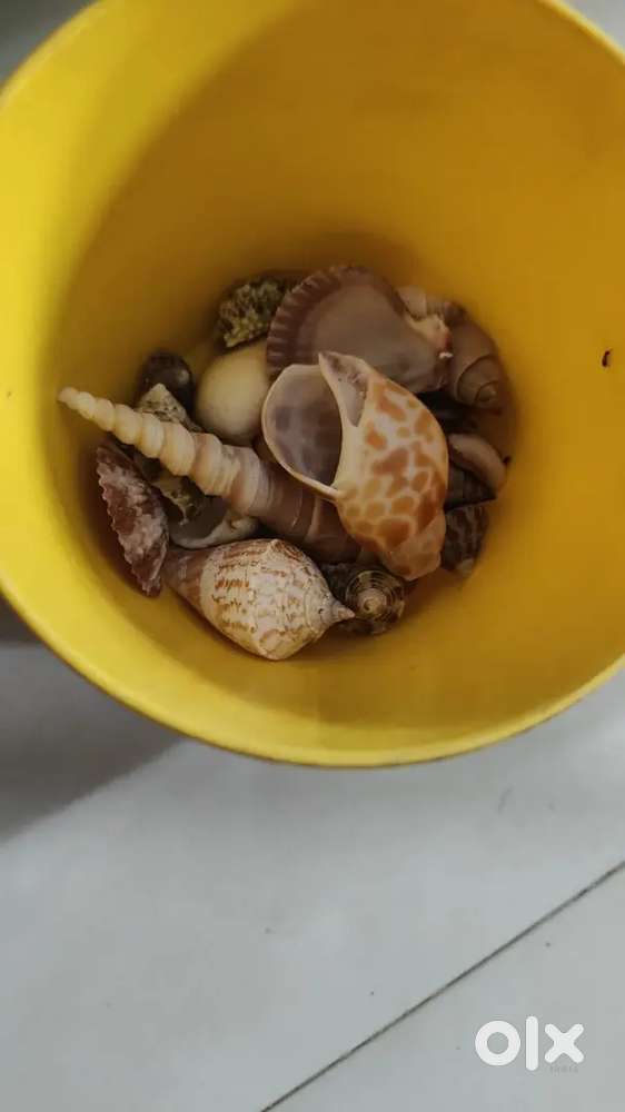 Mini plastic aquarium without filter