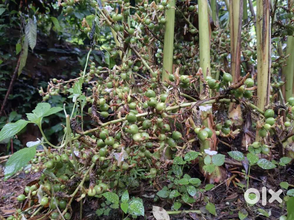 Leas 1Acer plot