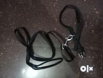 Dog belt it s black colour Pet Food Accessories 1787767190