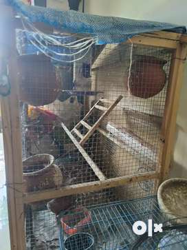 Love bird cage store olx