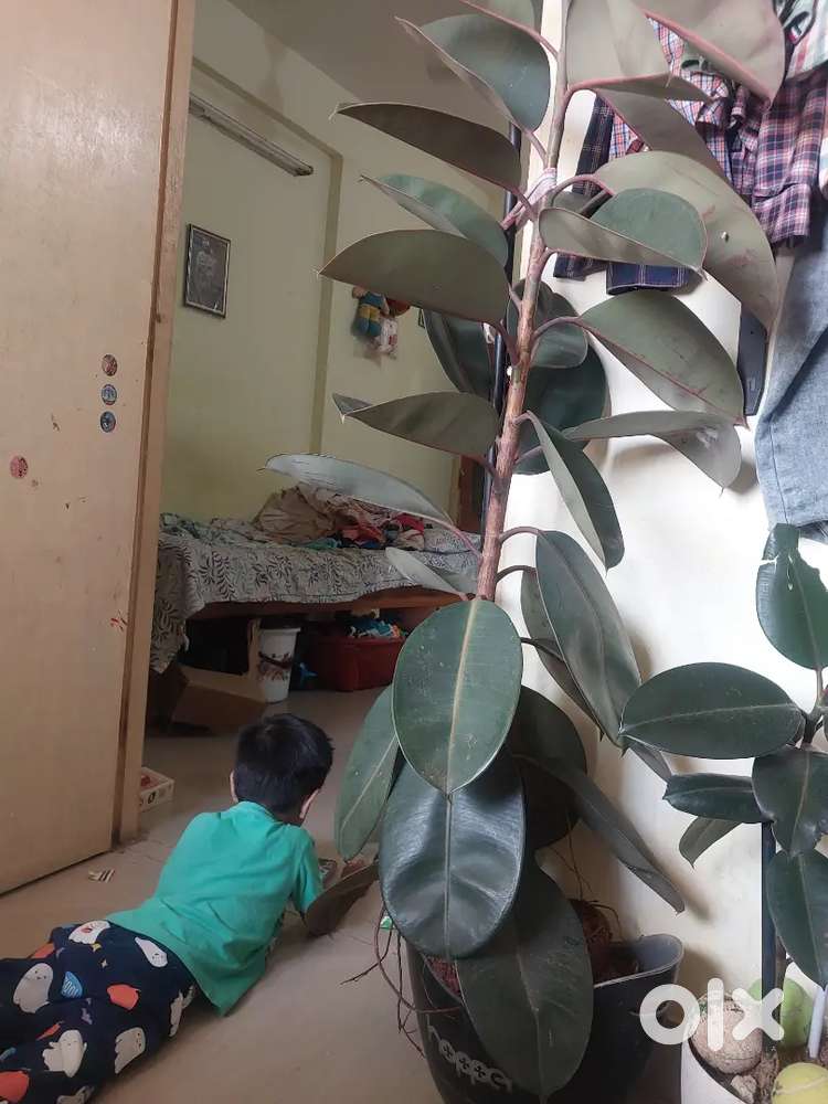 Rubber plant