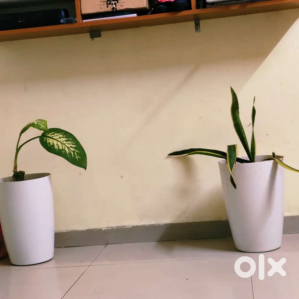  2 Beautiful Indoor Plants + Pots.Snake Plant & Dumb Cane.Only ₹400