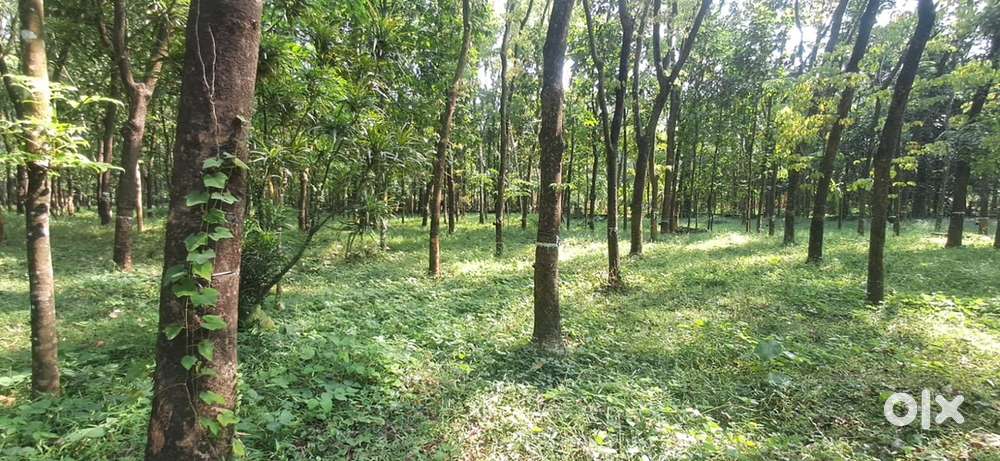 4.25 acres land for sale near Malayattoor, Illithode. - Lands & Plots ...
