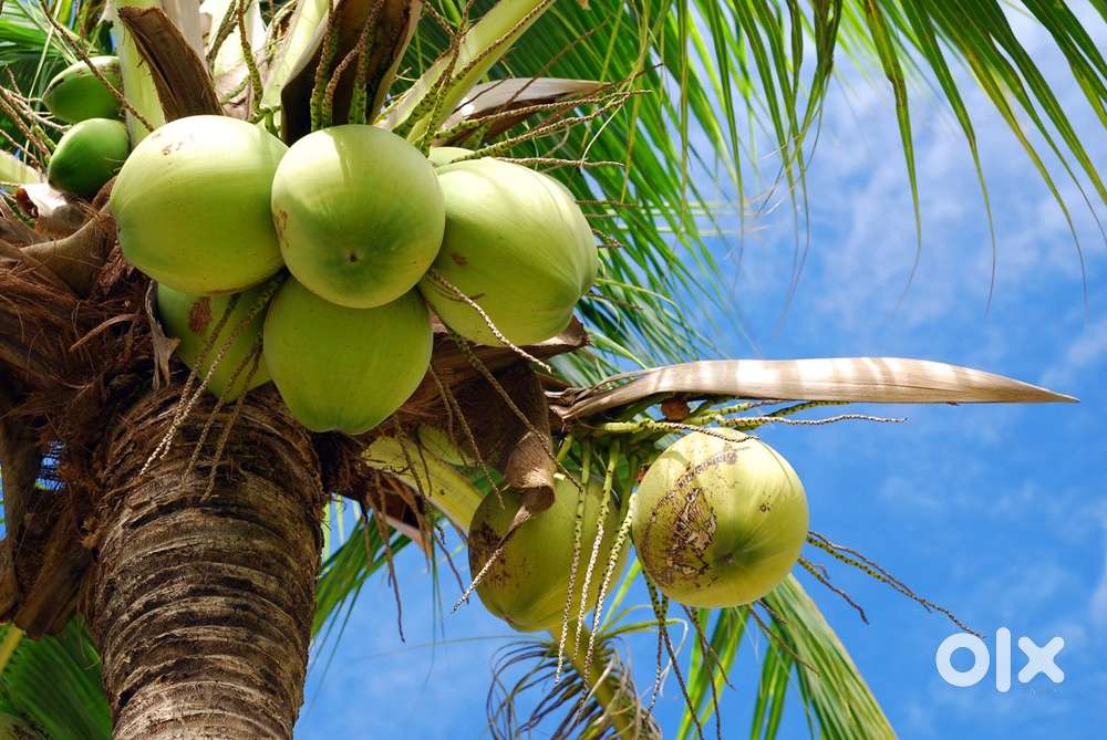 Coconut climber