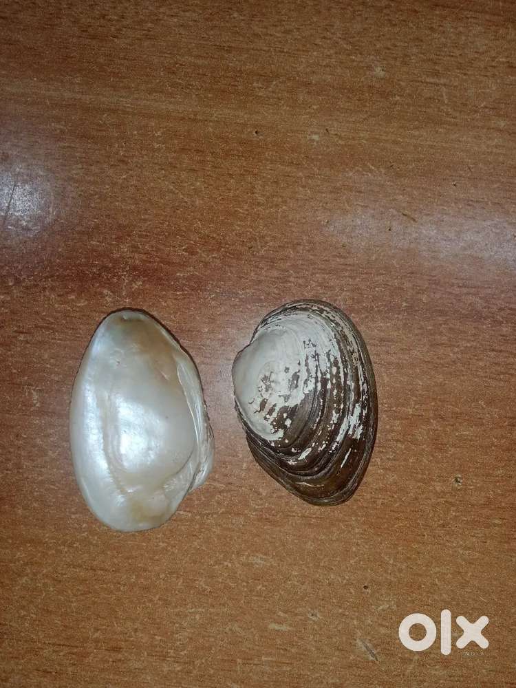 Very rare sea cap