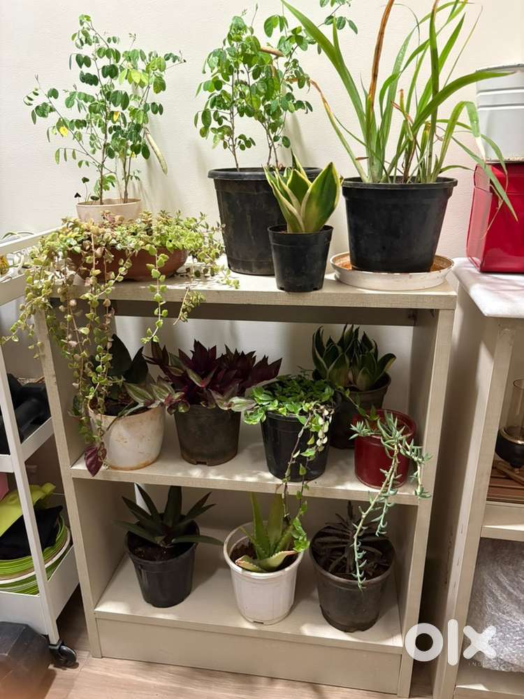 Chest of Drawers and Plant Stands