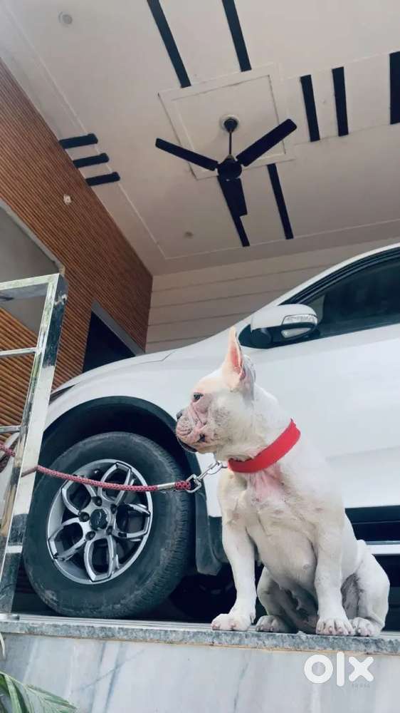 Mahindra Xuv500 2017 Diesel Well Maintained