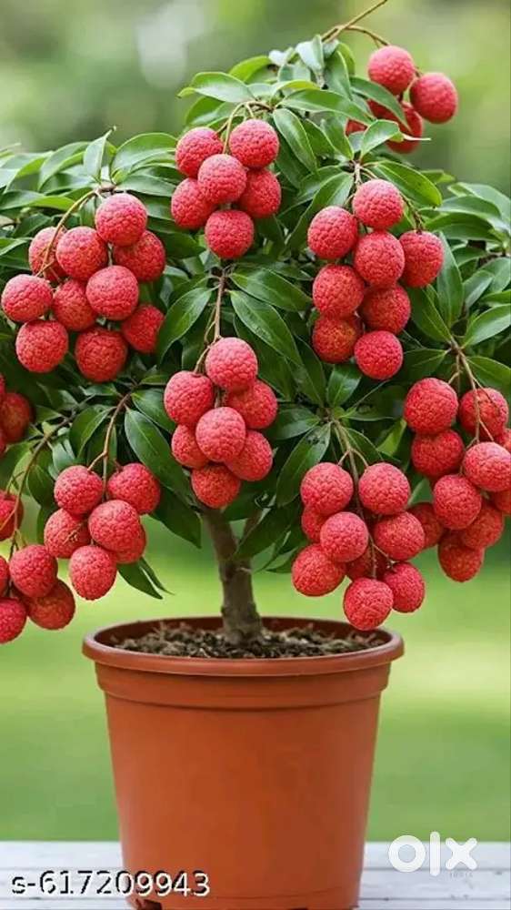 Grafted 6month fruiting plant