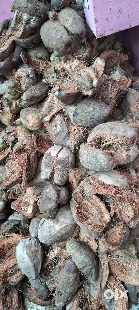 Coconut husk ഉണങ്ങിയ ചകിരി