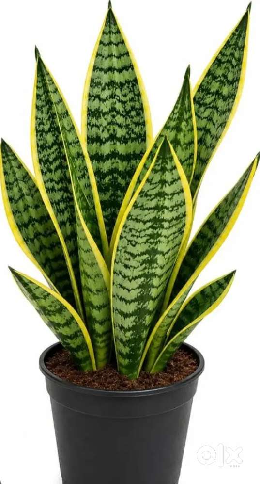 Snake Plant / Air Purifying Indoor Plant