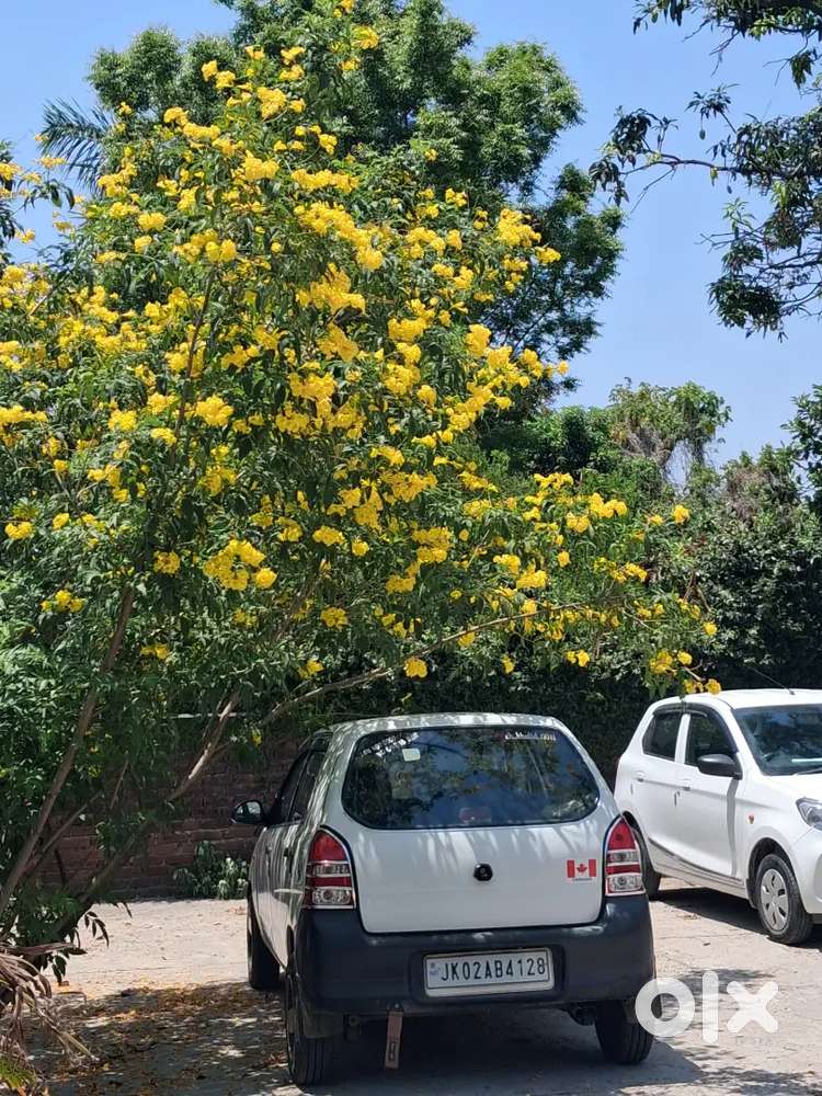 Maruti Suzuki Alto 2006 Life 2031 Ending