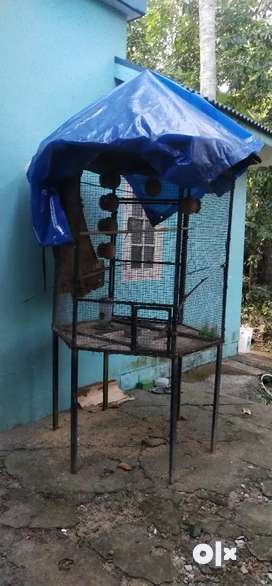 Love birds best sale cage olx