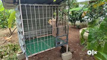 Dog kennel for sale olx hotsell