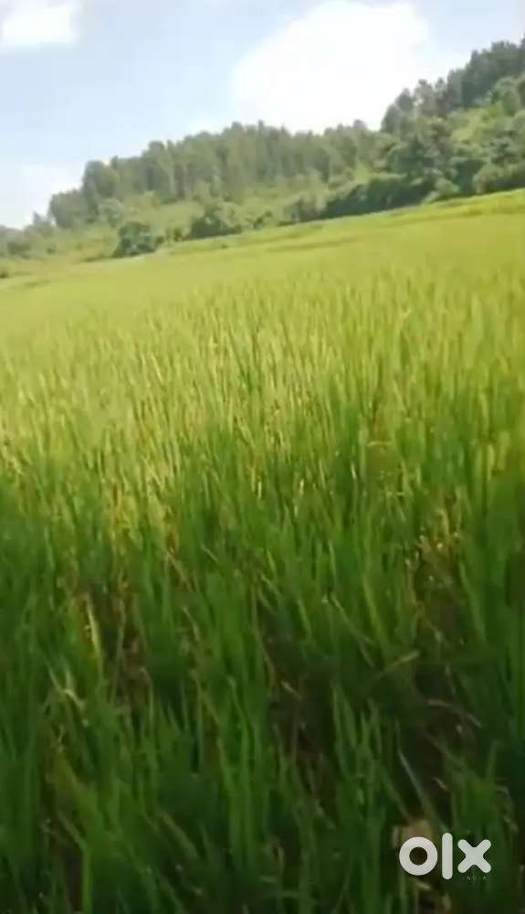 42 decimal General paddy field for sale