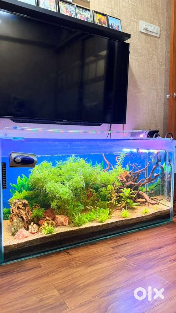 fish tank and accessories for sale in mumbai 4 Feet Imported Aquarium  Your one-stop destination for