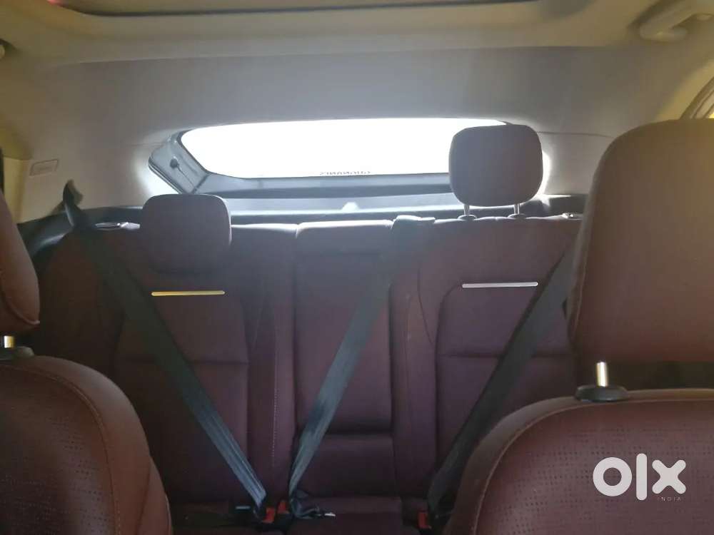 Top Model Currv (1 Year Old)