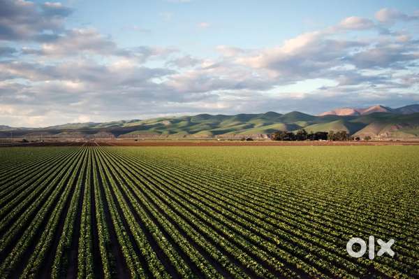 30 bhigha Agriculture land for sale
