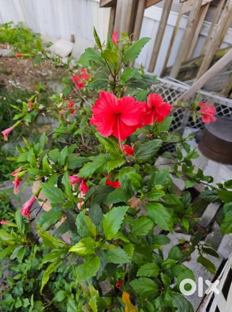 Red Gudhal (hibiscus) Plant for Sell