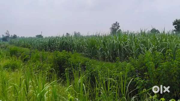 Gonda district में agricultural जमीन लेने के के लिए संपर्क करे